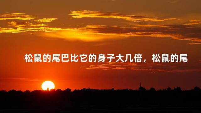 松鼠的尾巴比它的身子大几倍，松鼠的尾巴长什么样子