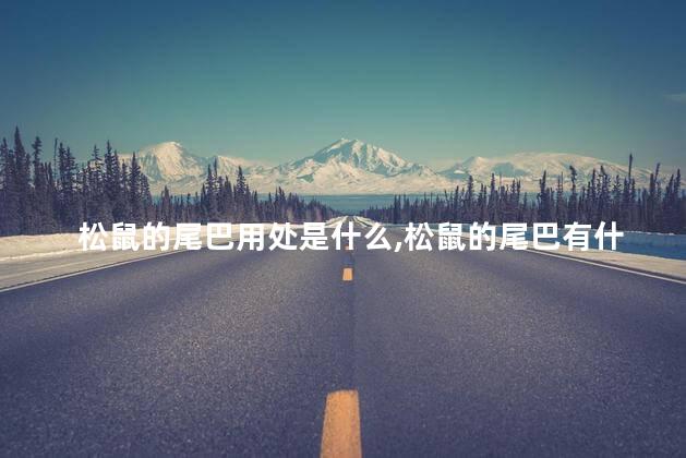 松鼠的尾巴用处是什么，松鼠的尾巴有什么功能
